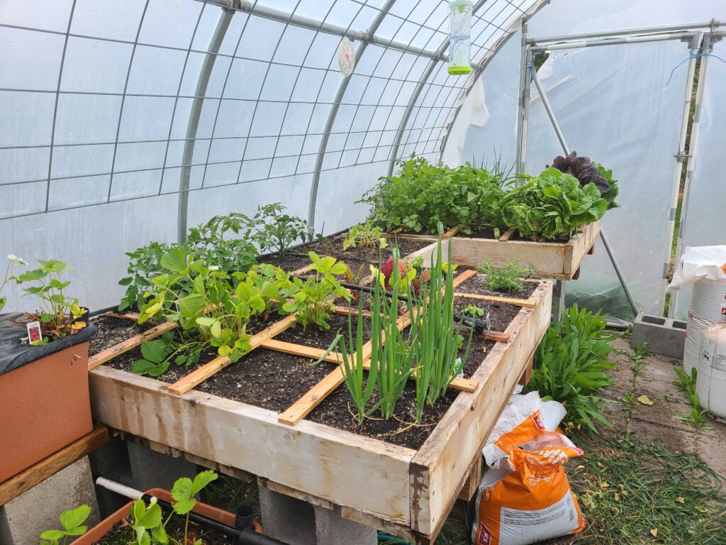 Gardening in a Square Foot Garden