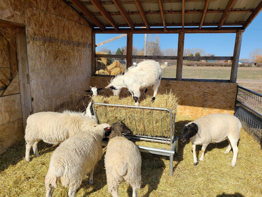 Lambs Eating Hay