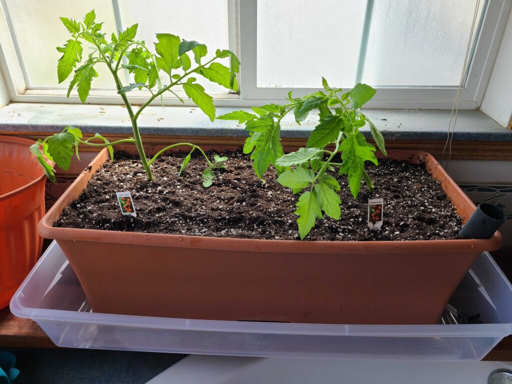 Tomatoes Growing in EarthBOX