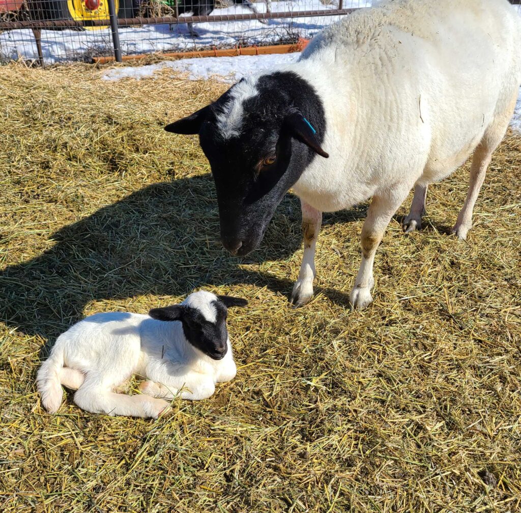 Dorper Lambs