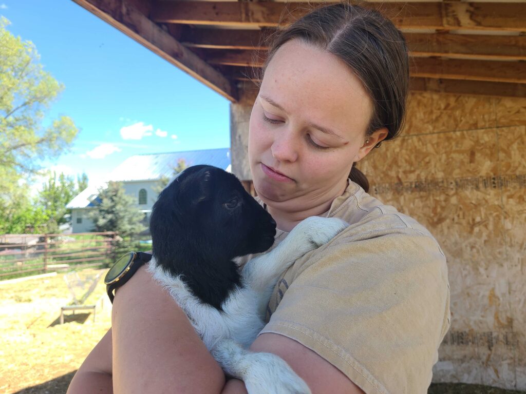 Baby Dorper Lamb