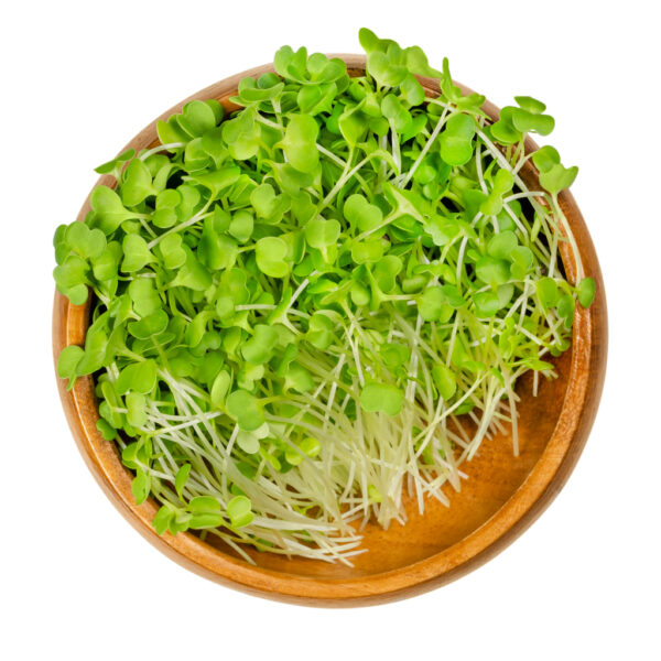 Broccoli microgreens sprouts health food isolated on white background