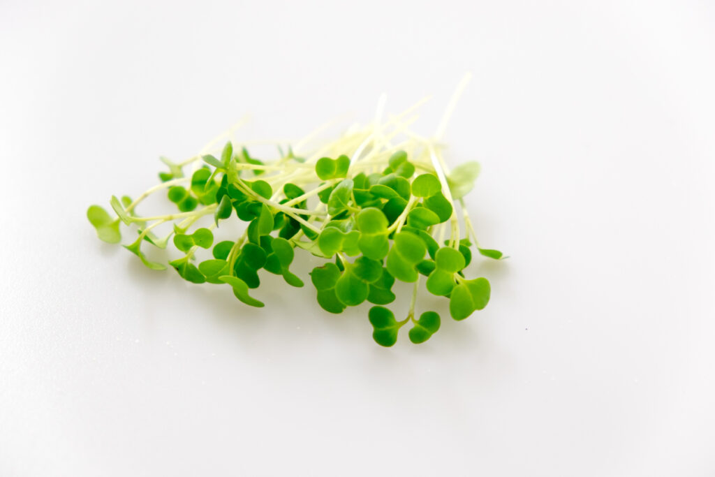 Broccoli microgreens sprouts health food isolated on white background