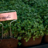 Broccoli microgreens on farmers market