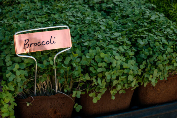 Broccoli microgreens on farmers market