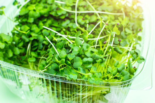 Microgreen close up, broccoli sprouts. Natural eco food with vitamins. Home gardening. Healthcare, vegetarian lifestyle. Growing greenery indoors.