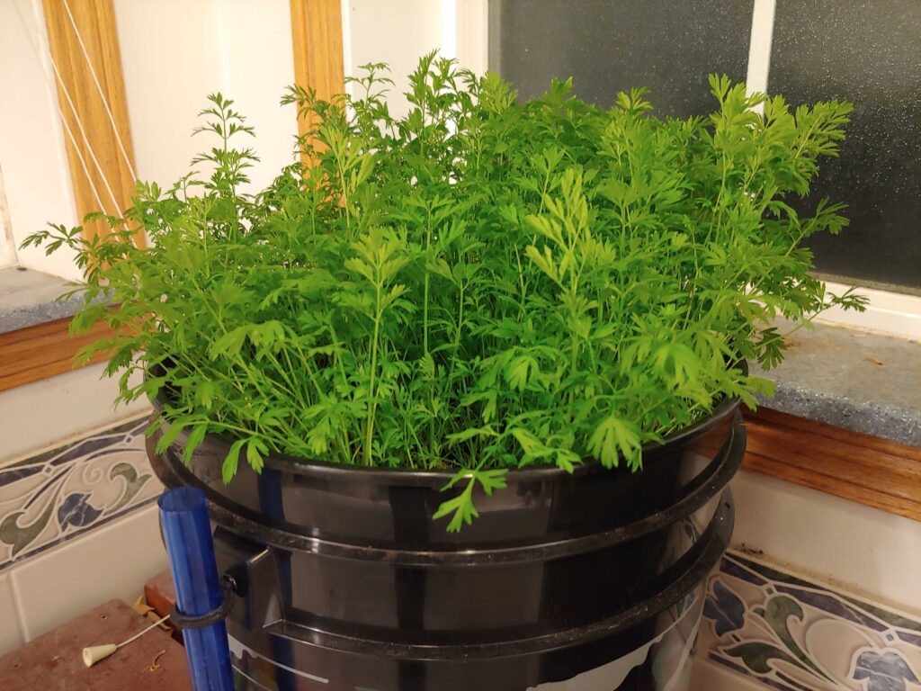 Carrots Growing in Bucket