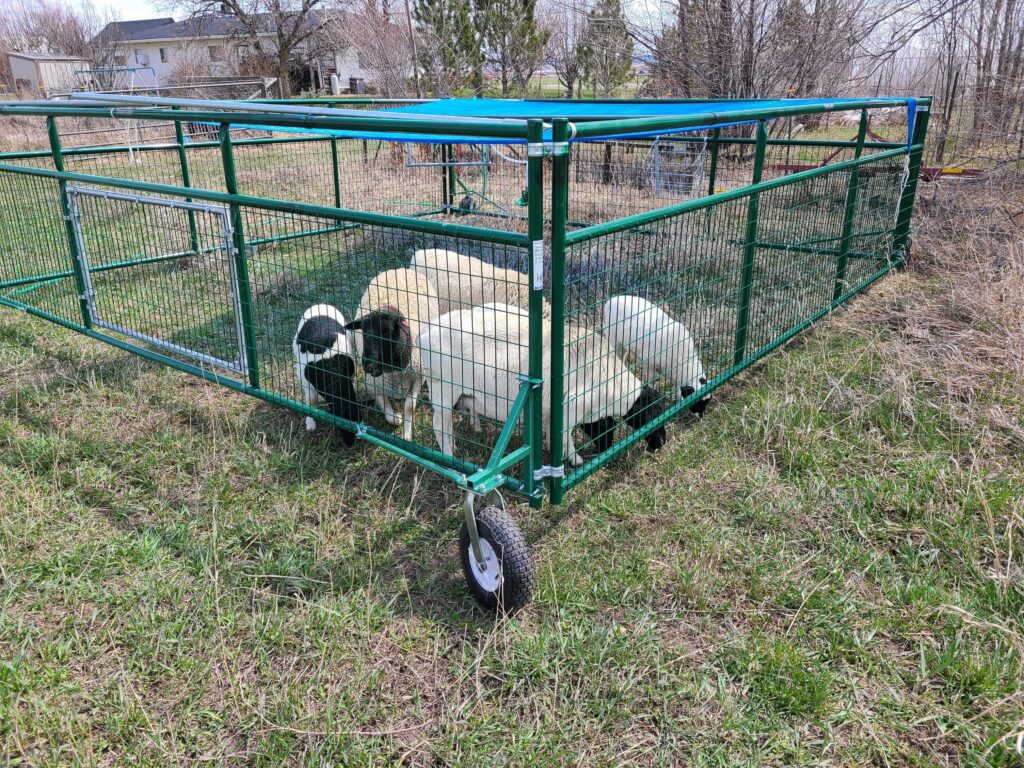 Lambs in Mobile Pen