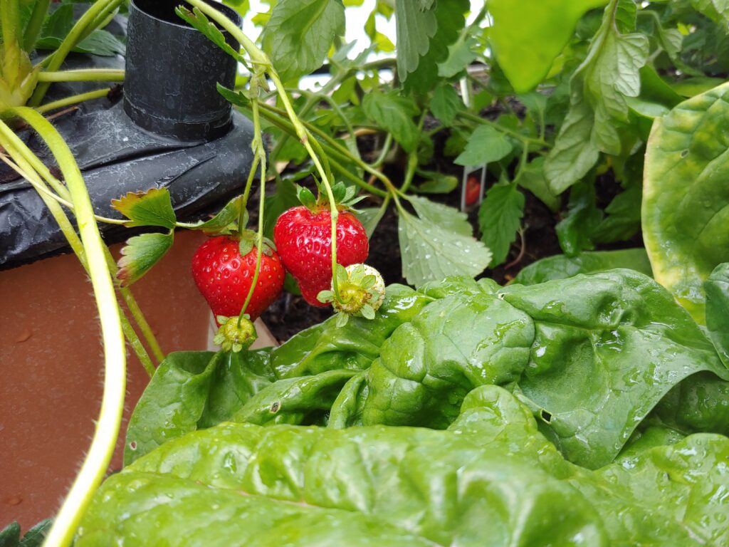 EarthBOX Strawberries