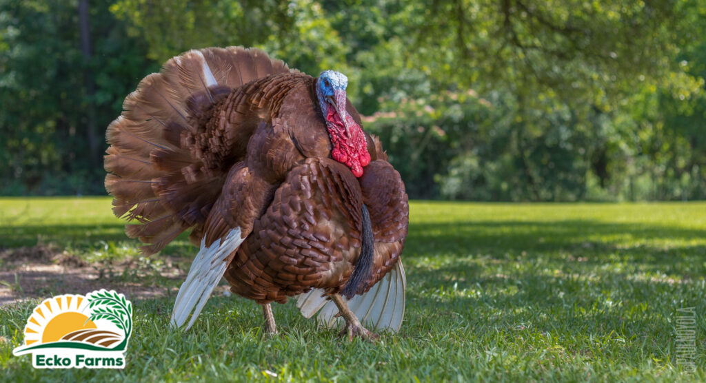 Bourbon Red Turkey Tom