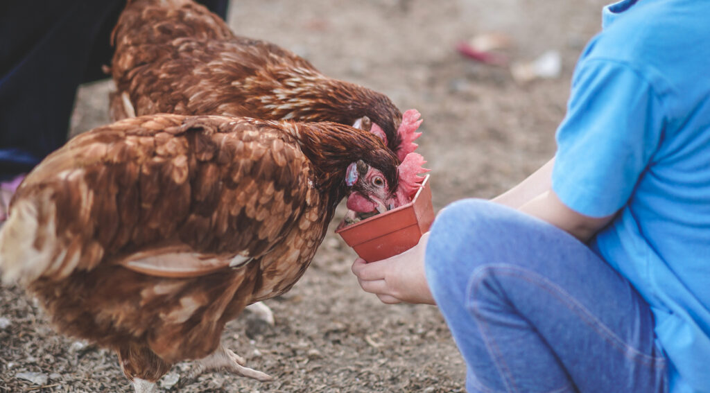 Poultry - Raising Chickens