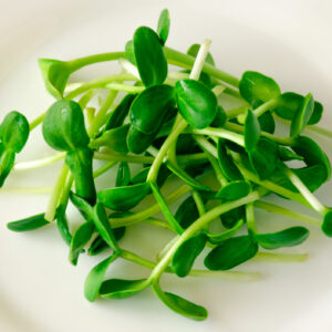 Sunflower Sprouts. Microgreens