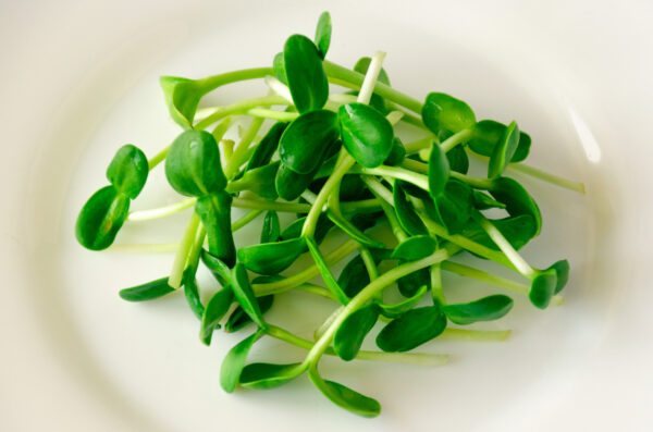 Sunflower Sprouts. Microgreens