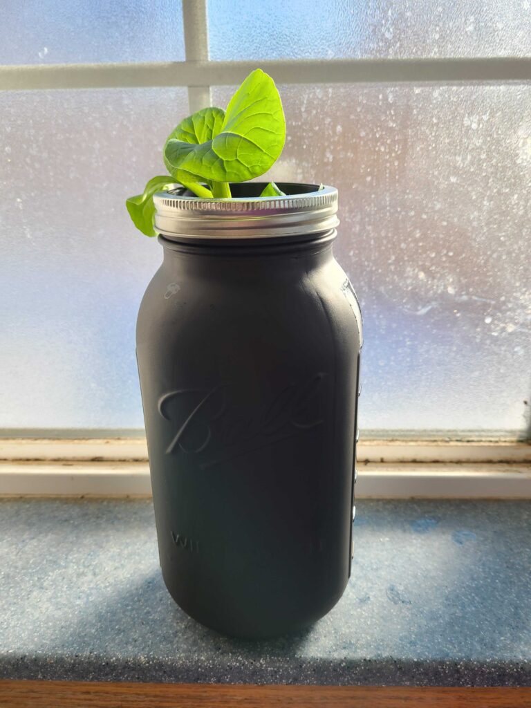 Grow Bottle