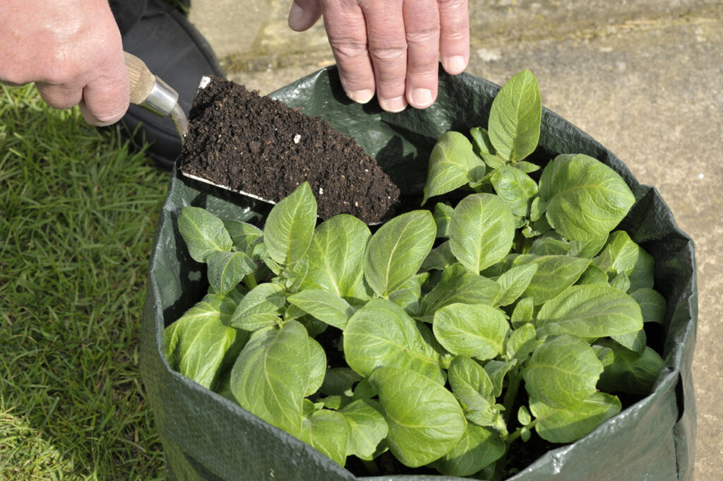 Potato Grow Bag