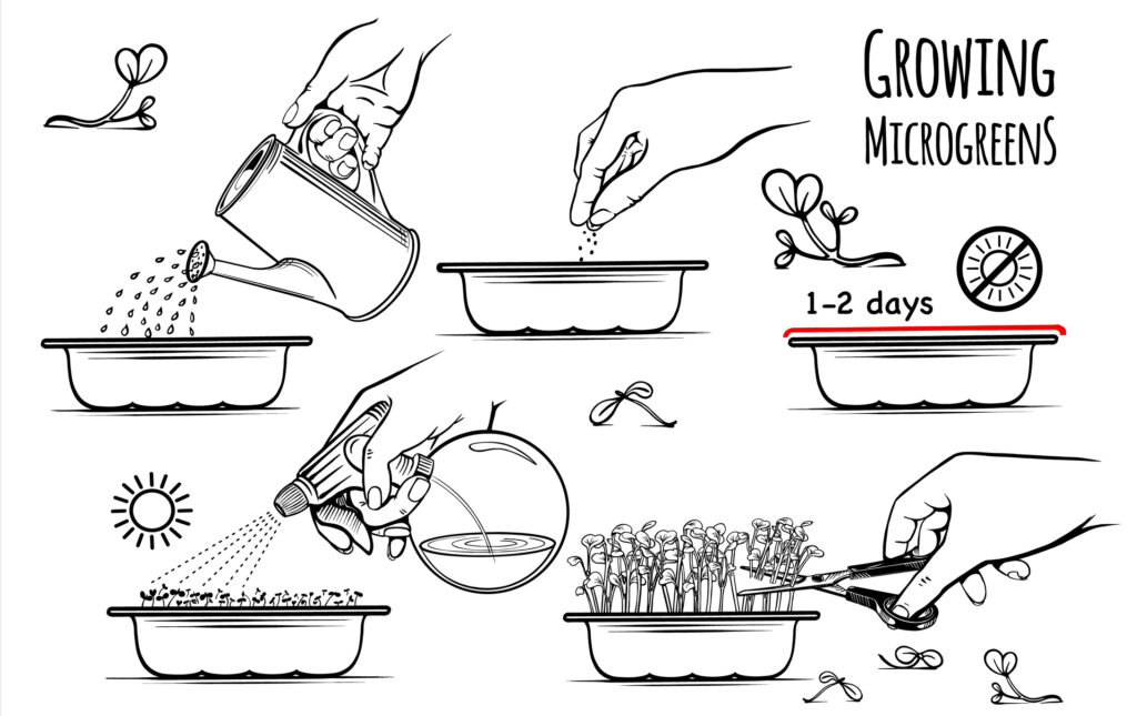 Growing microgreens