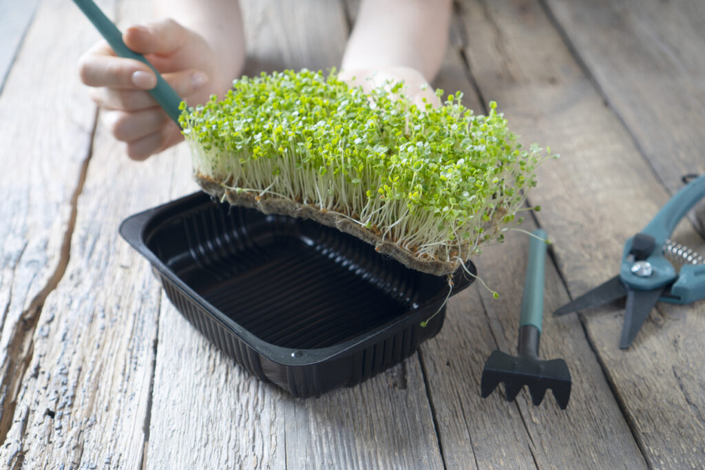 Microgreen sprouts in female hands. Garden tools lie on the wooden table.