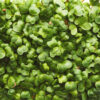 Microgreens