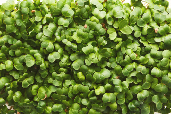 Microgreens