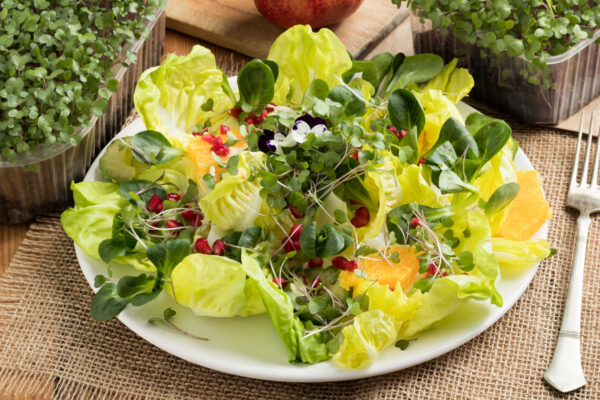 Vegetable salad with freshly grown kale and broccoli microgreens