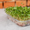 Microgreens