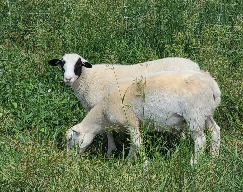 Dorper Lambs