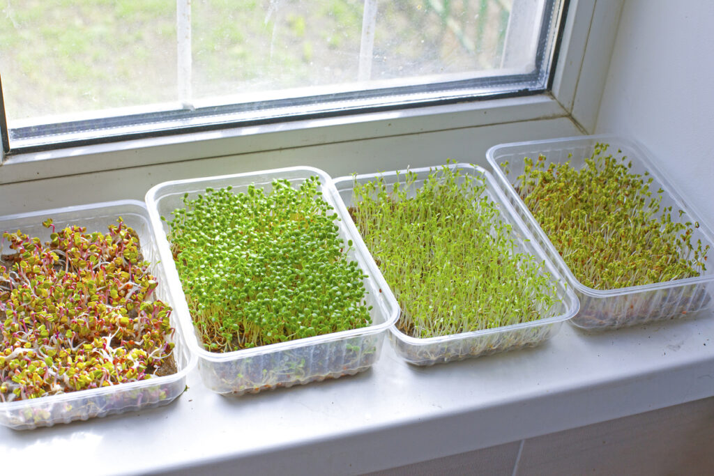 Assortment of microgreen plants standing near the window