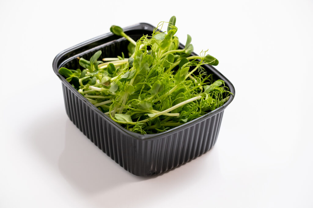 Fresh micro greens. Micro sprouts. Microgreens growing. Many young fresh sprouts of peas. Isolated on white background, Healthy lifestyle food