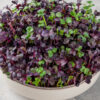 Fresh radish microgreens