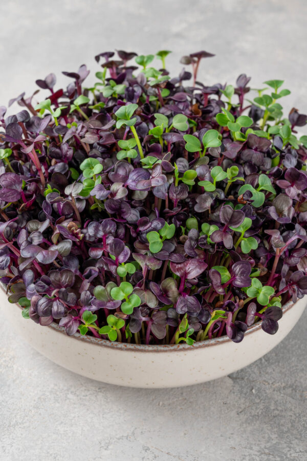 Fresh radish microgreens