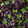 Microgreens - radish close up