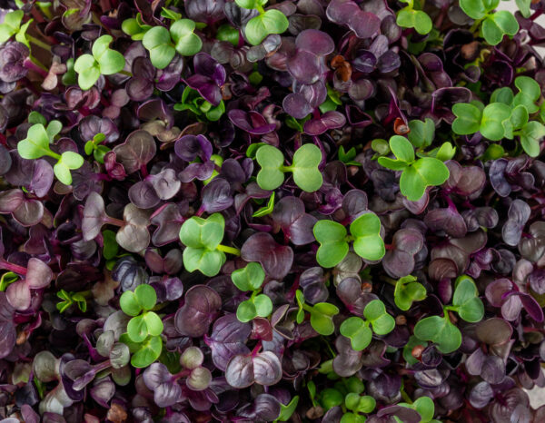 Microgreens - radish close up