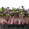 Purple radish microgreens