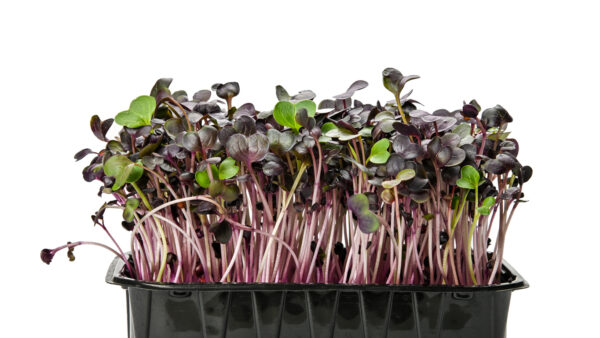 Purple radish microgreens