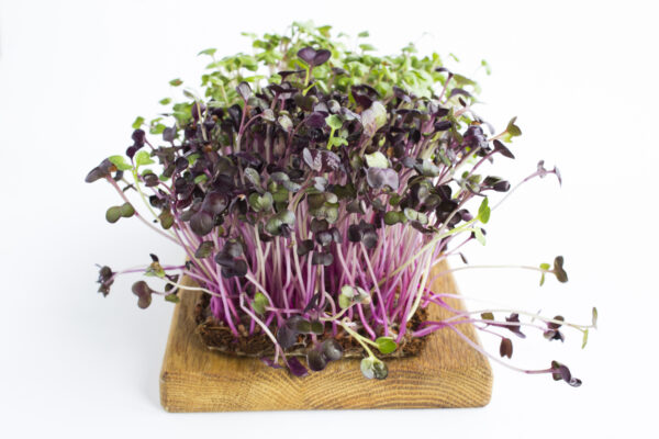 Spicy Salad Mix Microgreens.