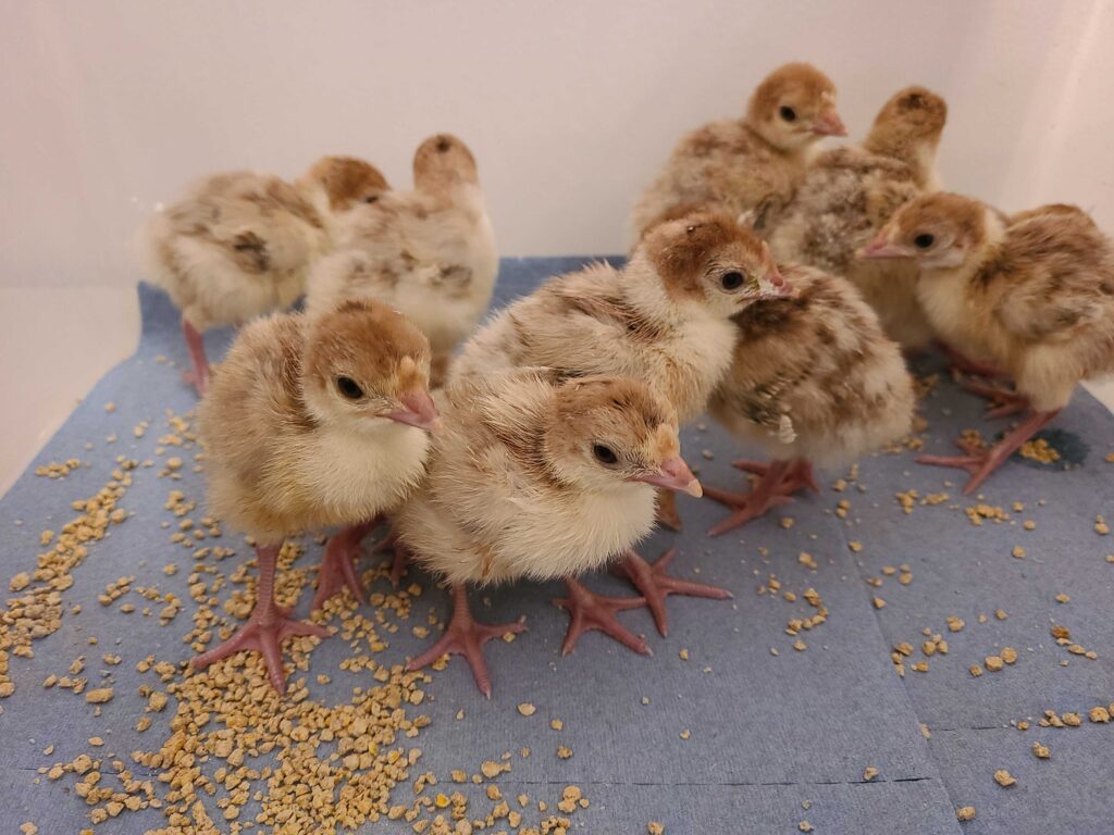 Turkey Chicks