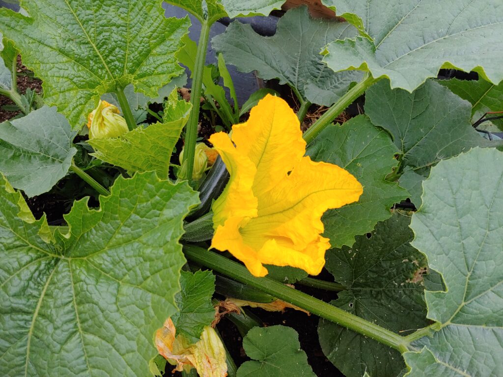 Summer Squash