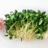 Sunflower microgreen shoot in plastic box, top view. Superfood, closeup. Concept healthy lifestyle and eating