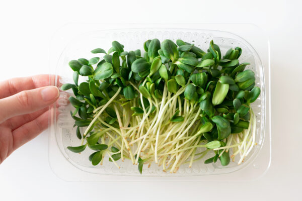 Sunflower microgreen shoot in plastic box, top view. Superfood, closeup. Concept healthy lifestyle and eating