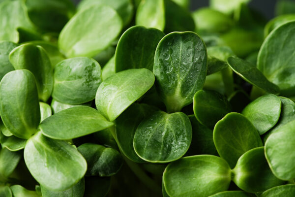 Sunflower microgreen dense sprouts organic baby