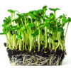 Fresh sunflower microgreen sprouts growing from the soil isolated on white background. Young sunflower shoots close up. Home grown micro green.