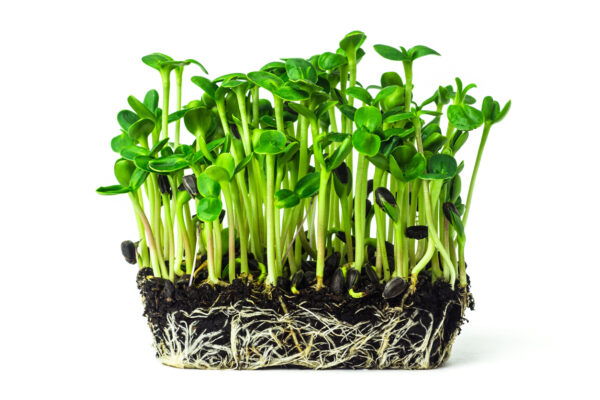 Fresh sunflower microgreen sprouts growing from the soil isolated on white background. Young sunflower shoots close up. Home grown micro green.