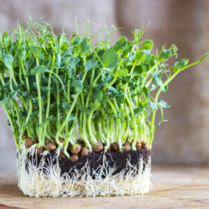 Pea Microgreens