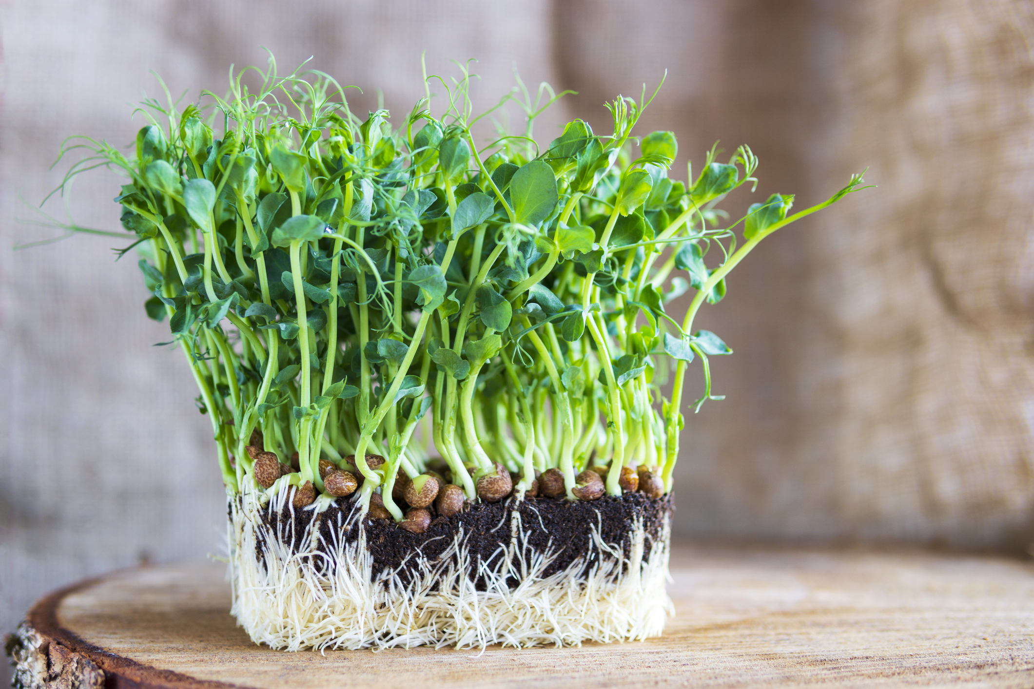 Pea Shoot Microgreens Ecko Farms