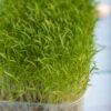 Carrot Microgreens