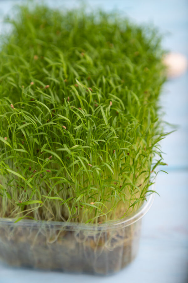 Carrot Microgreens