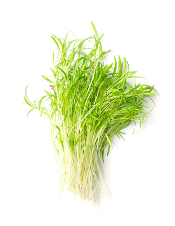 Carrot Microgreens