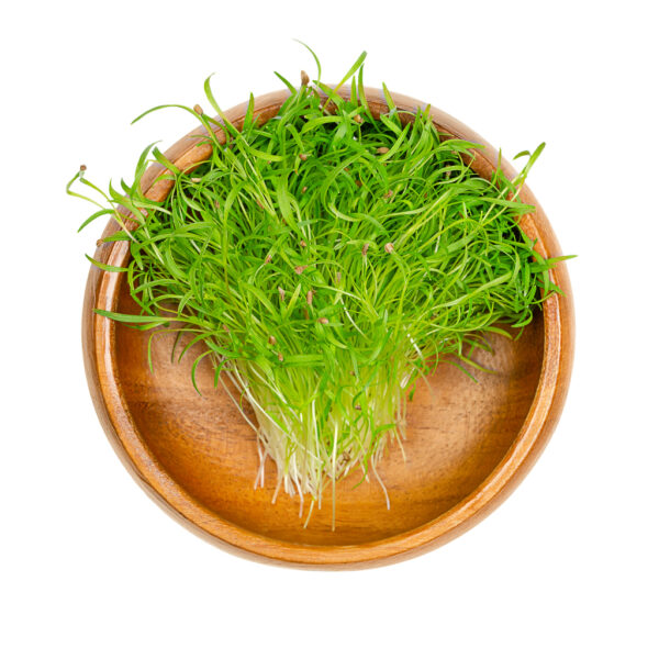 Carrot Microgreens