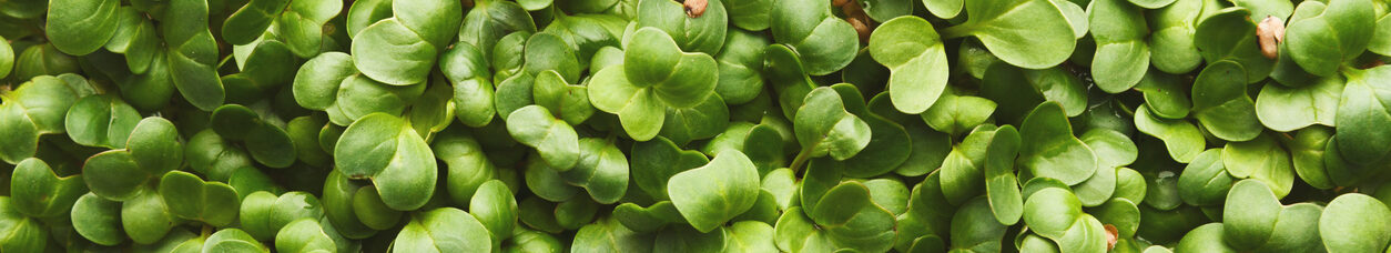 Microgreens