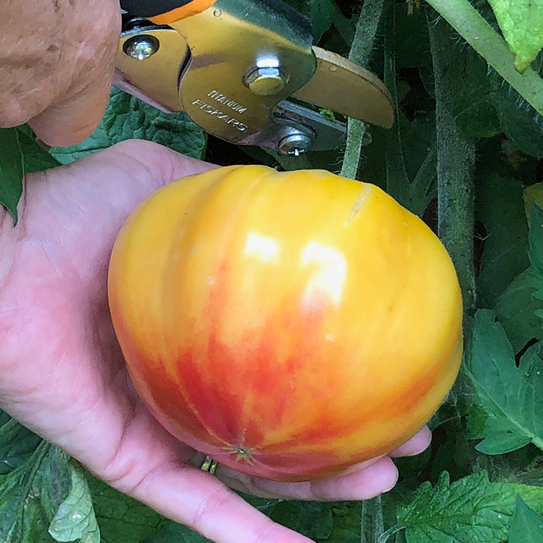 Cutting a tomato